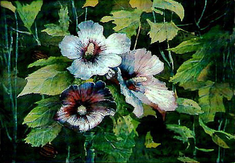 Hibisicul flowers 